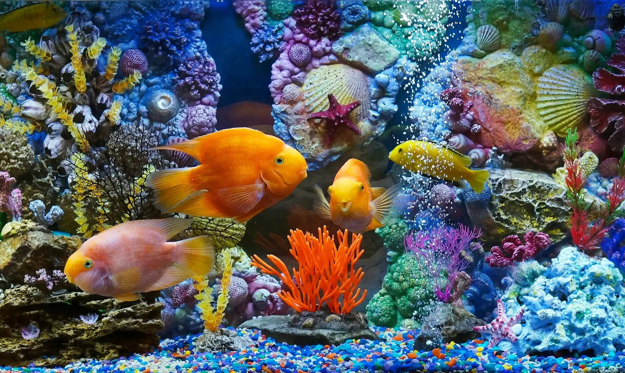 (c) Aquariumkaufen.at